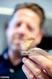 62 Holding Fortune Cookie Stock Photos, High-Res Pictures, and Images