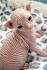 Hairless Cats: Breeds, Info and facts | Petfinder