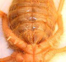 This arachnid is neither truly a spider, nor a scorpion, but a lovable memberof the order solifugae, which in latin, translates roughly to 'ones that flee from the sun'. Solifugae Wikipedia