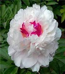 10 Pcs Bag Rare Double Peony Seeds Perennial Peony Flowers Home Garden Plant Flower Seeds Chinese Paeonia Suffrutico Flower Seeds Peonies Garden Flower Garden