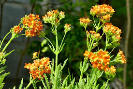 Image result for Kalanchoe laciniata