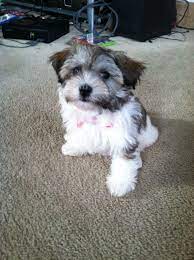 It is hard to potty train her. 3 Month Old Havanese Puppy Havanese Havanese Dogs Cute Animals