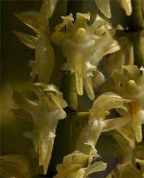 Image result for Diaphananthe