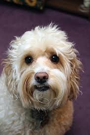 Ginger Honey Frozen Yogurt