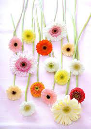 The 10 Secrets Of The Gerbera Florafocus Gerbera Flower Centerpieces Wedding Daisy Wallpaper