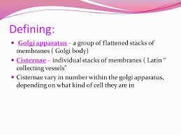 Maybe you would like to learn more about one of these? The Golgi Apparatus Ppt Video Online Download