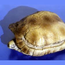 Thanks tatu fro west africa. Gaboon Viper Skull Replica Skeletons And Skulls Superstore