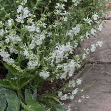 Image result for Xerophyta argentea