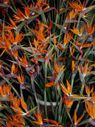 Aves Del Paraiso Birds Of Paradise Plant Trees To Plant Birds Of Paradise