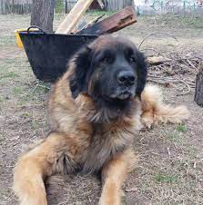 Leonberger 23 Leonberger Giant Dog Breeds Dogs
