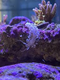 Large Hydroid Or Small Basket Star | Louisiana Reef Club