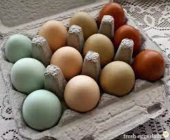 Your nest egg is what you use to be financially secure when you're no longer working or what you're saving up so that you can afford a dream elevate your bankrate experienc. Why Are Organic Eggs Brown In Color Quora