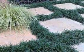 Mondo Grass Dwarf Dwarf Mondo Grass Mondo Grass Ground Cover Plants