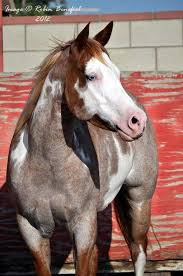 Horse Painting American Paint