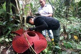 Jika kamu pernah melihatnya kamu pasti beruntung banget. Rafflesia Bunga Langka Yang Tumbuh Di Indonesia Halaman All Kompas Com