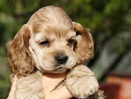 Image result for americký kokršpaněl