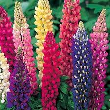 For best visual impact, plant your lupines in groups. Russel Lupine Seeds Urban Farmer Seeds