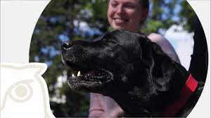 Although you may have a particular fondness for your sporebat, he's not going to make you shine as well as a wolf would in tonight's raid. German Sniffer Dogs Show Promise At Detecting Coronavirus News Dw 23 07 2020