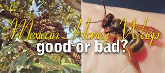 Brachygastra mellifica, more commonly known as the mexican honey wasp, is a neotropical social wasp. Mexican Honey Wasp Good Or Bad Daddykirbs Farm