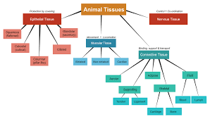 Types Of Tissues Chart Biology Corner Answers Secretes