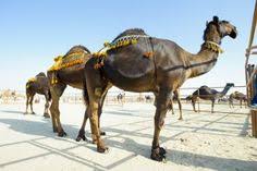 Camels are judged on their size, form, posture and colour. Camel Beauty Contest