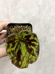 Image result for Nervilia