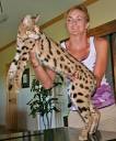F1 Savannah Cat and Kitten Breeder / For Sale in Los Angeles