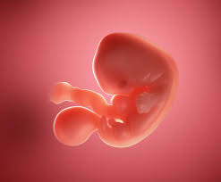 What's really happening in your body at 5 weeks pregnant? 5 Weeks Pregnant Your Baby You During Week 5 Of Pregnancy Emma S Diary