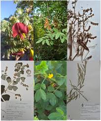 Image result for Aeschynomene uniflora