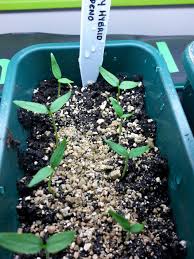 Growing habanero pepper plants made easy. Photo Of The Seedling Or Young Plant Of Hot Pepper Jalapeno Capsicum Annuum Felicity Posted By Sundina Garden Org