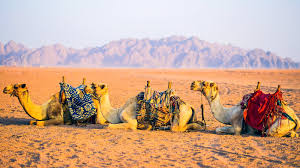 What does it suggest to you about the camel? The Real Reason Camels Have Humps