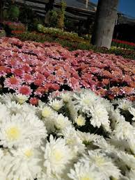 Select the desired class time to enroll or schedule a time to try it out! La Crescenta Nursery 1001 3654 La Crescenta Ave Glendale Ca 91208 Usa