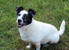 Border Jack Border Collie Jack Russell Mix Info Pics Doggie Designer