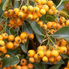 Image result for Pyracantha coccinea golden charmer