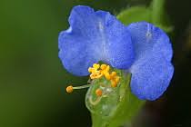Image result for Commelina zambesica