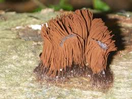 Image result for Stemonitis fusca