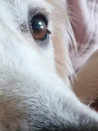 Removal of skin tags is a cosmetic issue unless your dog is worrying at the tag. Albie S Adventures Skin Tag On Dog Eyelid Pictures Barks Bunnies