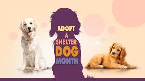 Adopt A Shelter Dog Month Shelter Dogs Dogs Dog Adoption