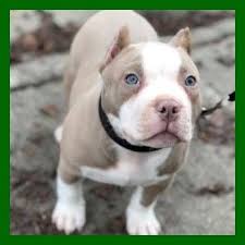 Zehn pit bull welpen und eine mutige katze. Pin Auf Hunde