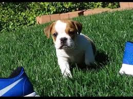 The bullboxer is a designer dog breed that is a cross between a boxer and a bulldog. 3 4 English Bulldog X 1 4 Beagle Mixed Puppies Available In San Diego Youtube