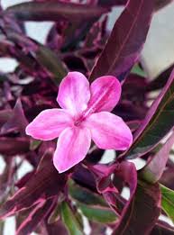 Image result for Barleria obtusa