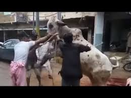 Most beautiful cow qurbani 2018 | dangerous bull qurbani 2018 qurbani,camel qurbani,eid ul adha 2018,bakra eid 2018,cow. Qurbani 2019 Khatarnak Bull Professional Qassai By Muhammad Abdul Tahseen