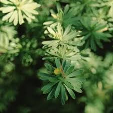 Image result for Suriana maritima