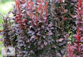 The small leaves emerge in spring as a dark. Berberis Thunbergii Helmond Pillar Barberry Helmond Pillar Japanese Barberry