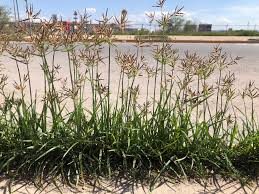 Image result for Cyperus rotundus