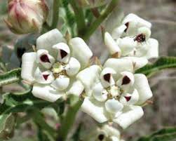 Image result for Pachycarpus concolor