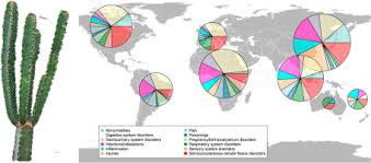 Image result for Euphorbia matabelensis