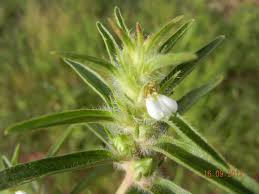 Image result for Justicia striata