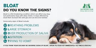 What are the symptoms of bloat in a dog. Bloat And Gut Torsion In Dogs A Review Dogsfirstireland
