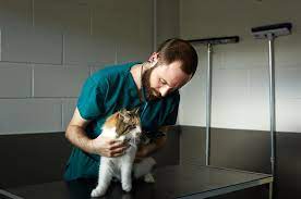 Maybe you would like to learn more about one of these? How Do I Tell If My Cat Is In Pain Battersea Dogs Cats Home